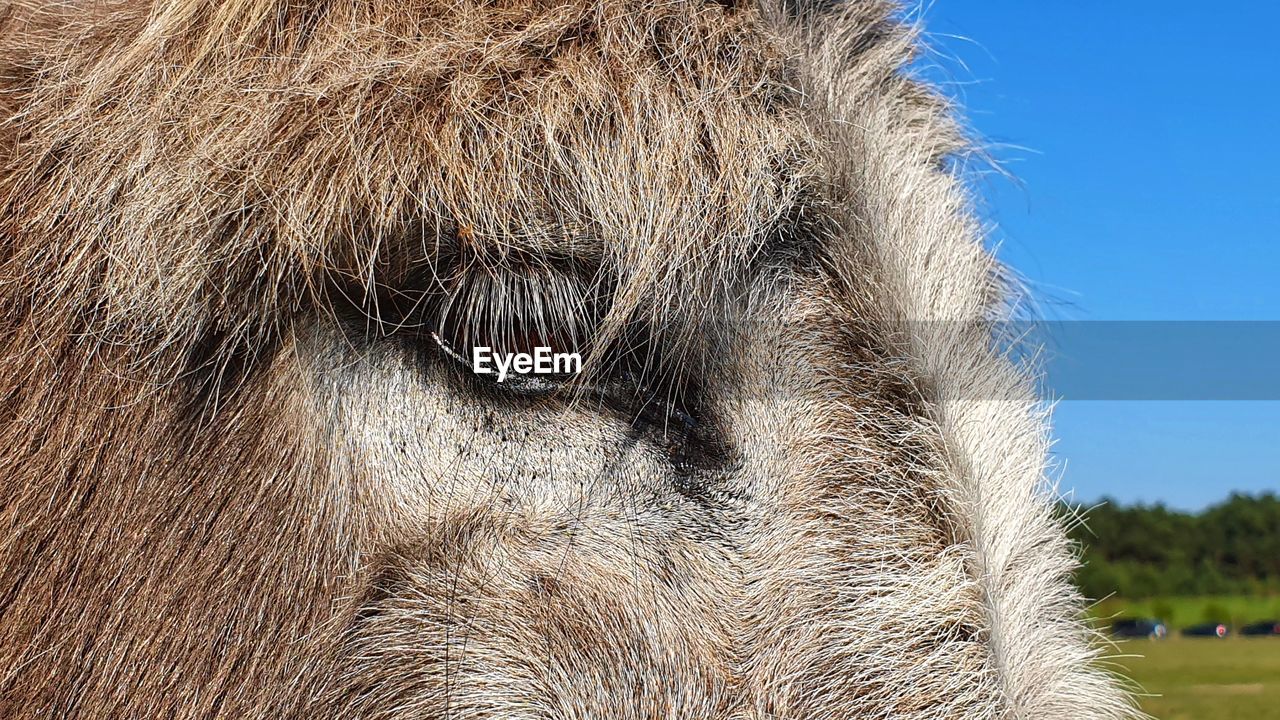 Close-up of donkey eye
