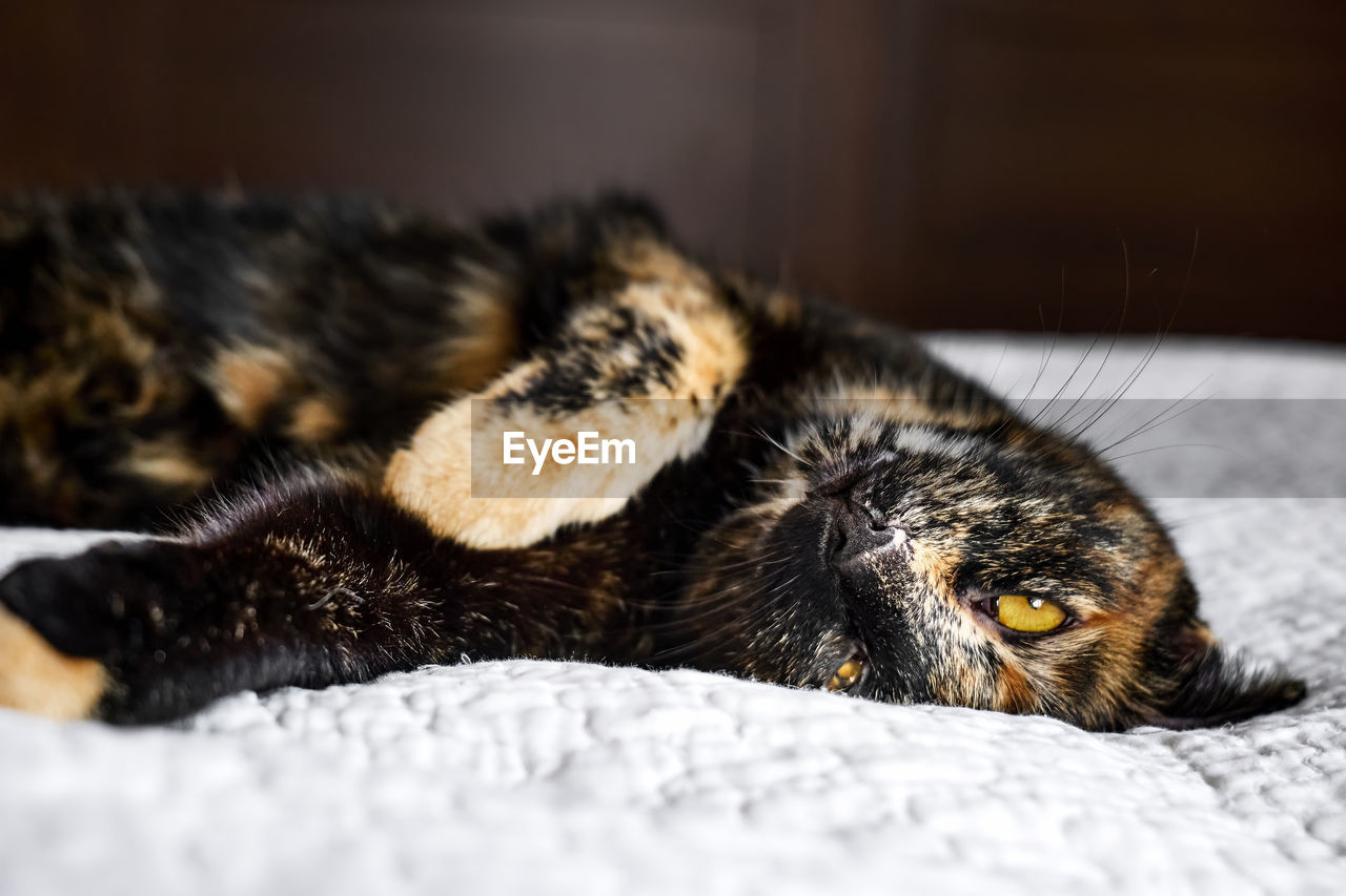 Close up portrait of young tortoiseshell cat lying on the gray blancket in the bedroom. 