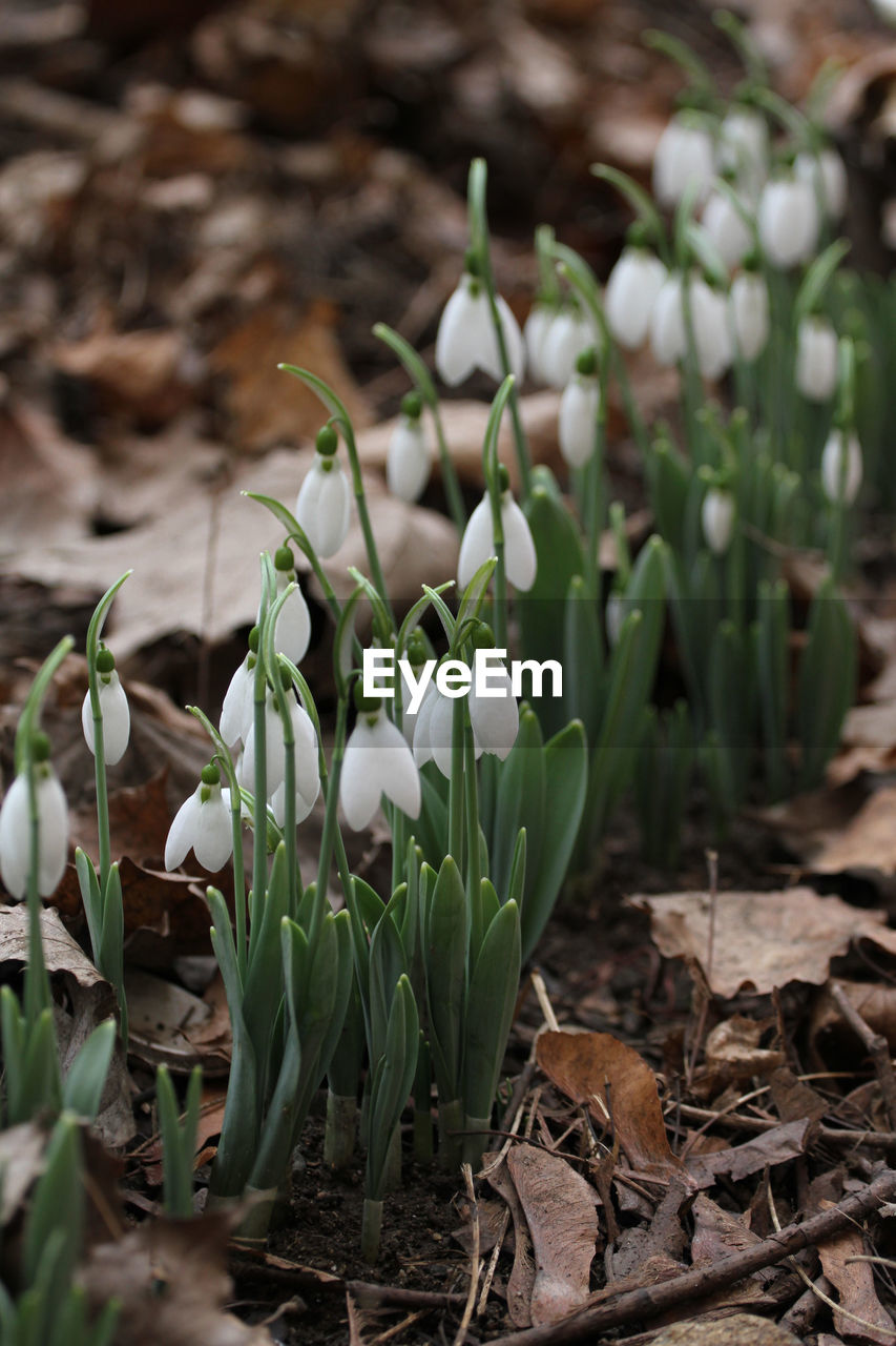 CLOSE-UP OF CROCUS IN FIELD