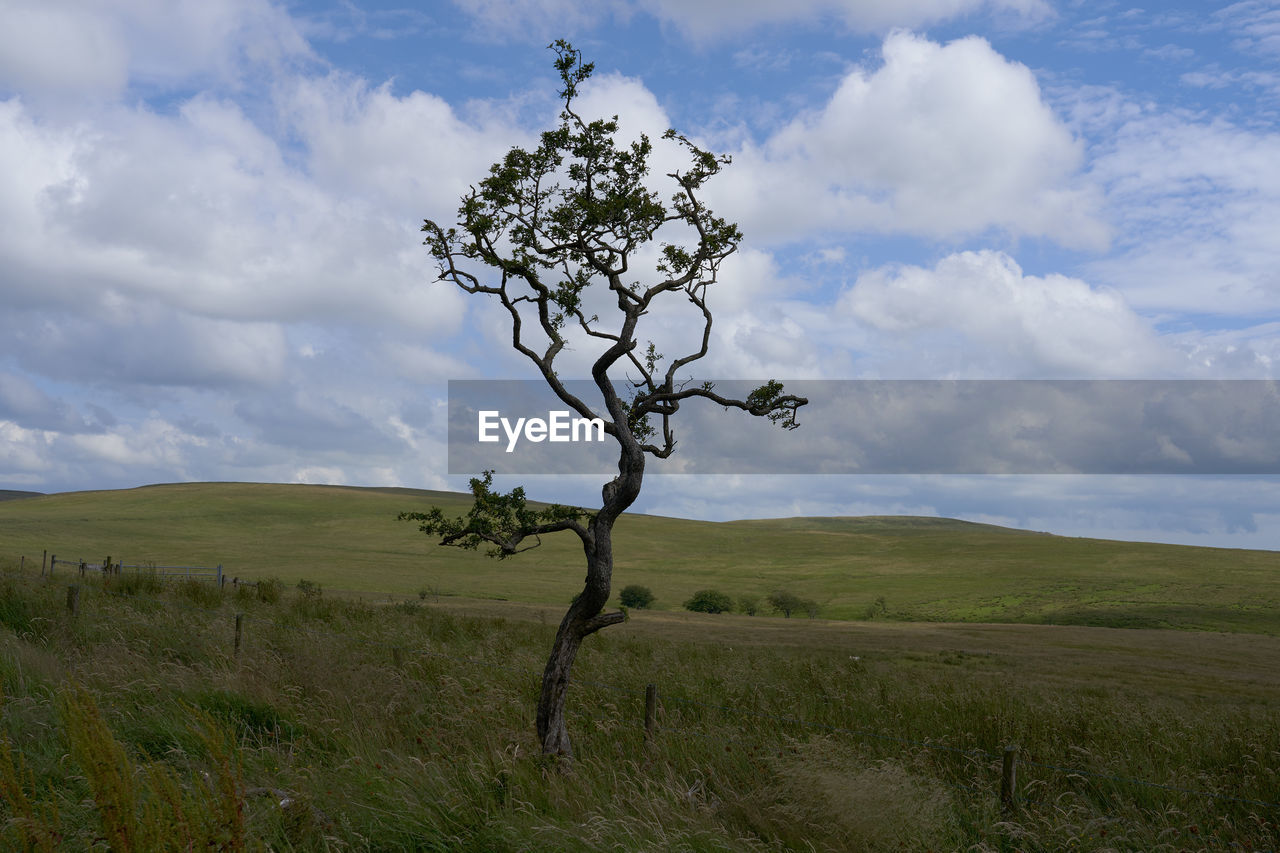 Tree on field against sky