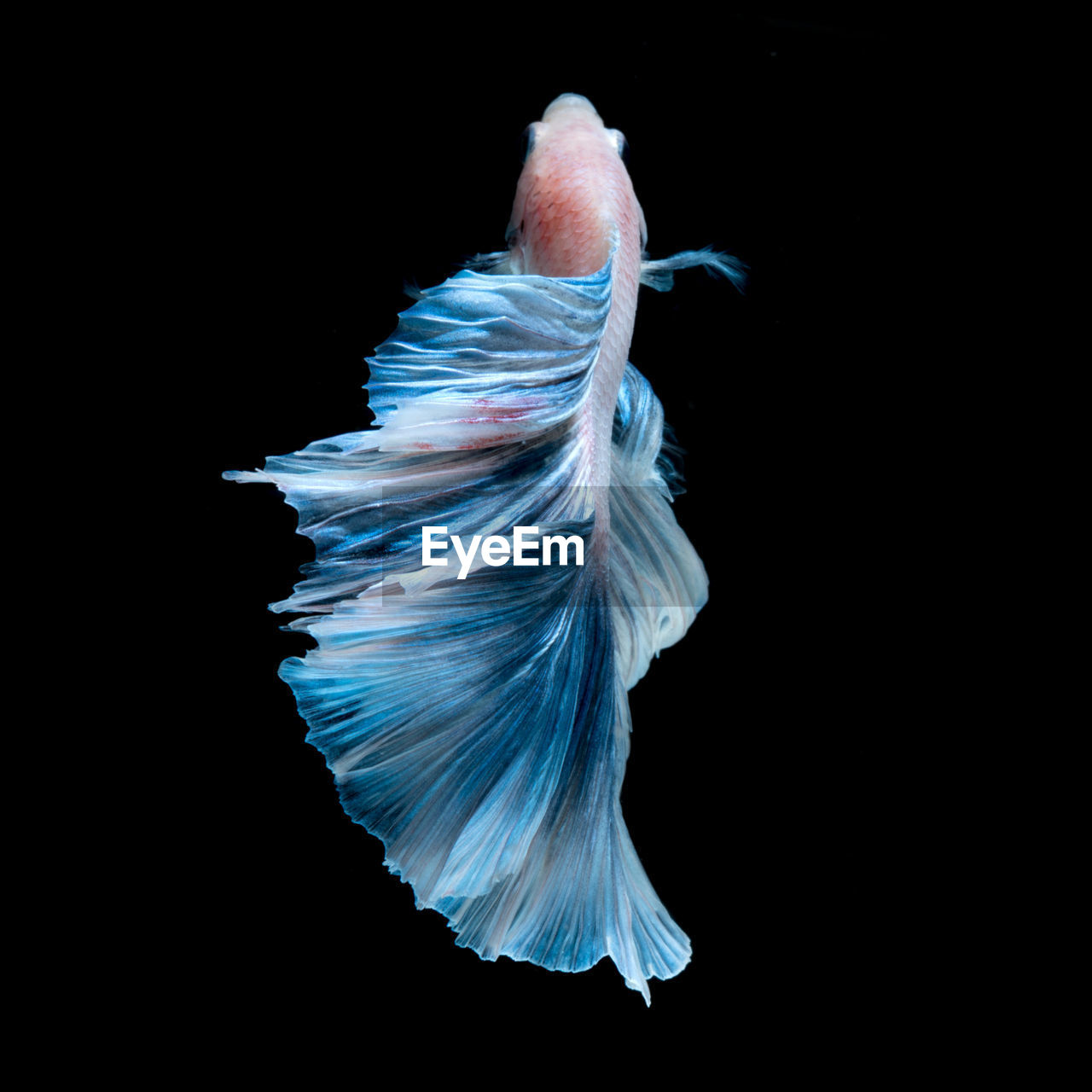 Siamese fighting fish against black background