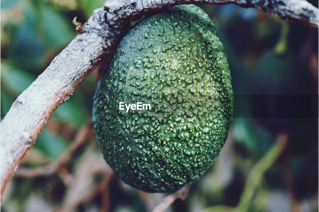 CLOSE-UP OF FRUIT TREE