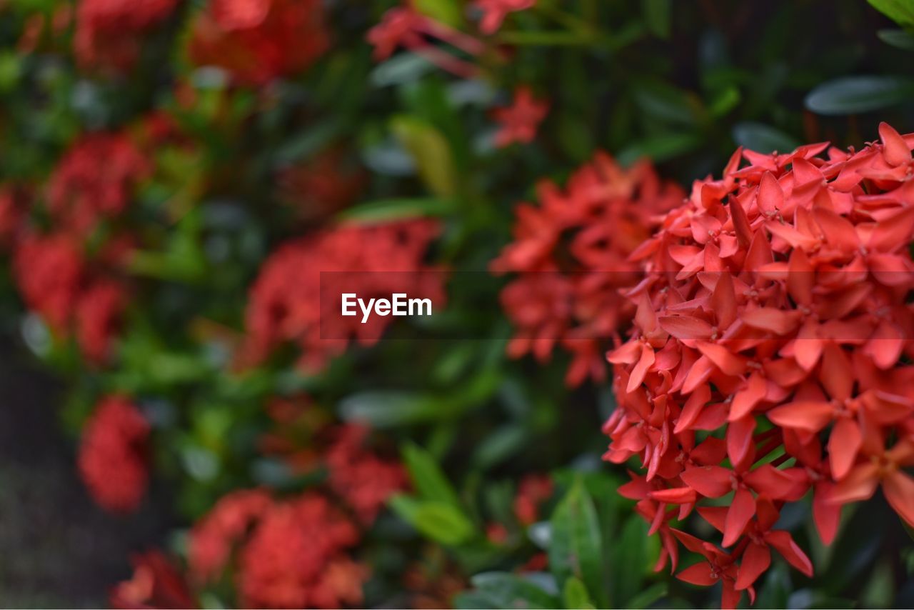 Close-up of red flowering plants