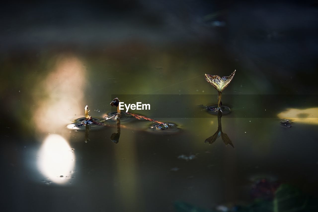 High angle view of birds swimming in lake