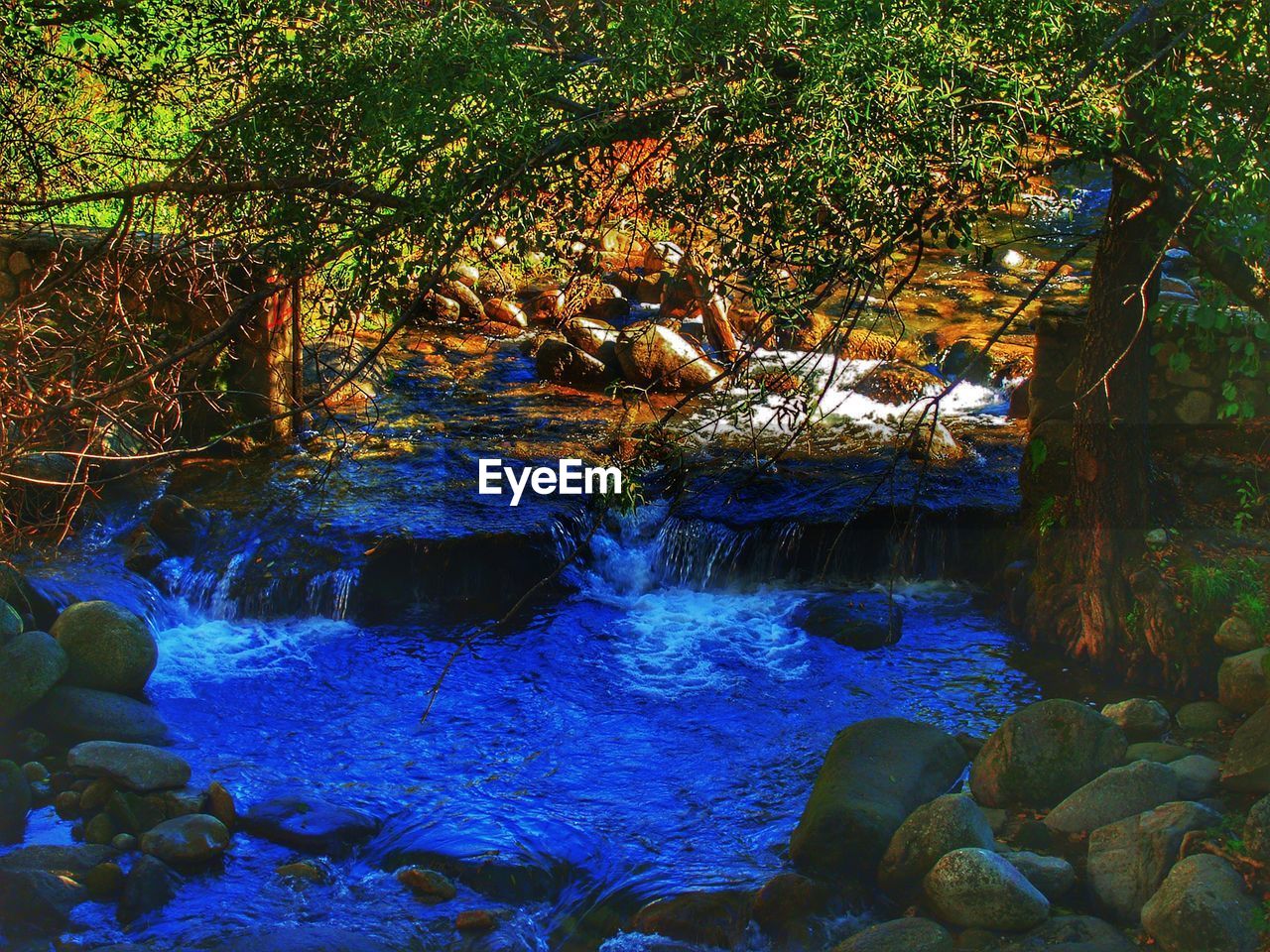 RIVER AMIDST TREES IN FOREST