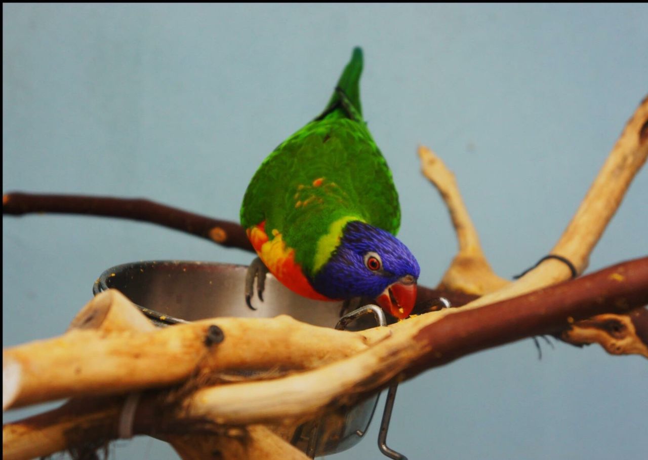 Rainbow lorikeet perching on tree against clear sky