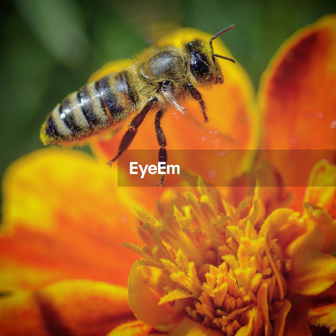 CLOSE-UP OF HOUSEFLY ON FLOWER