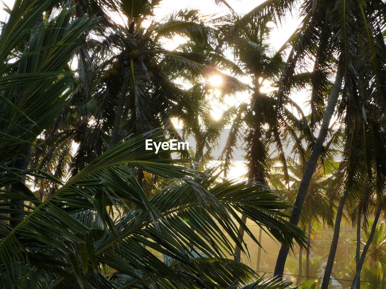 LOW ANGLE VIEW OF PALM TREES