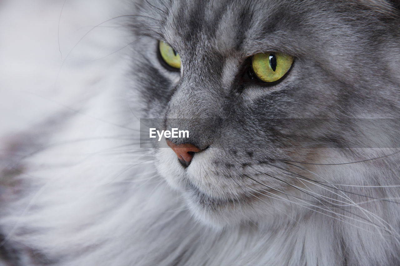Close-up of cat