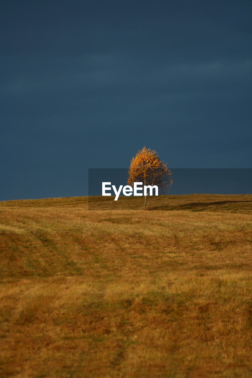 Single tree on field against blue sky