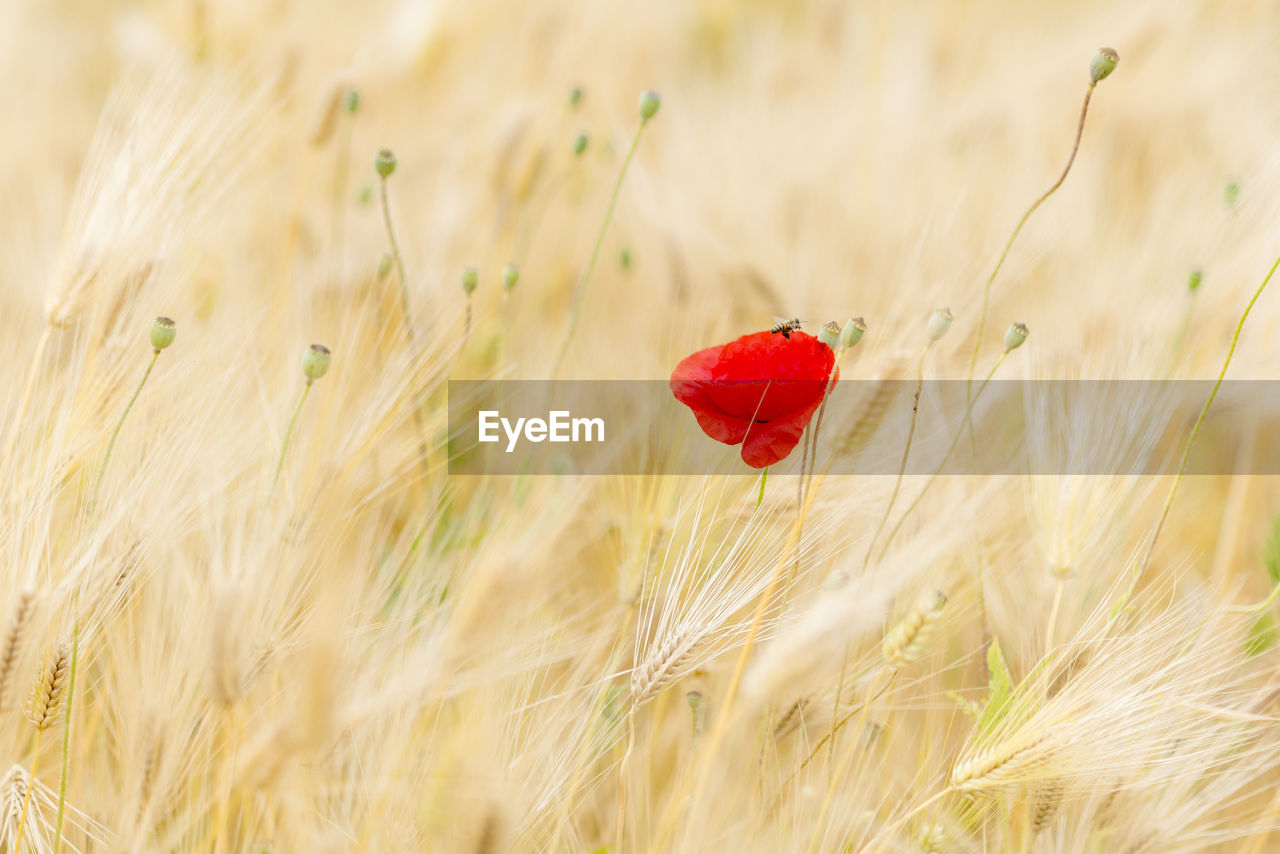 Close-up of poppy in field