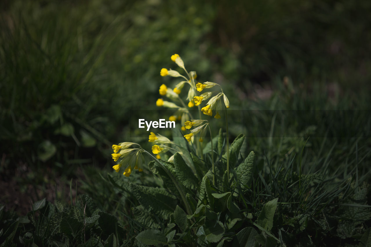 Close-up of yellow flowering plant on field. yellow flower