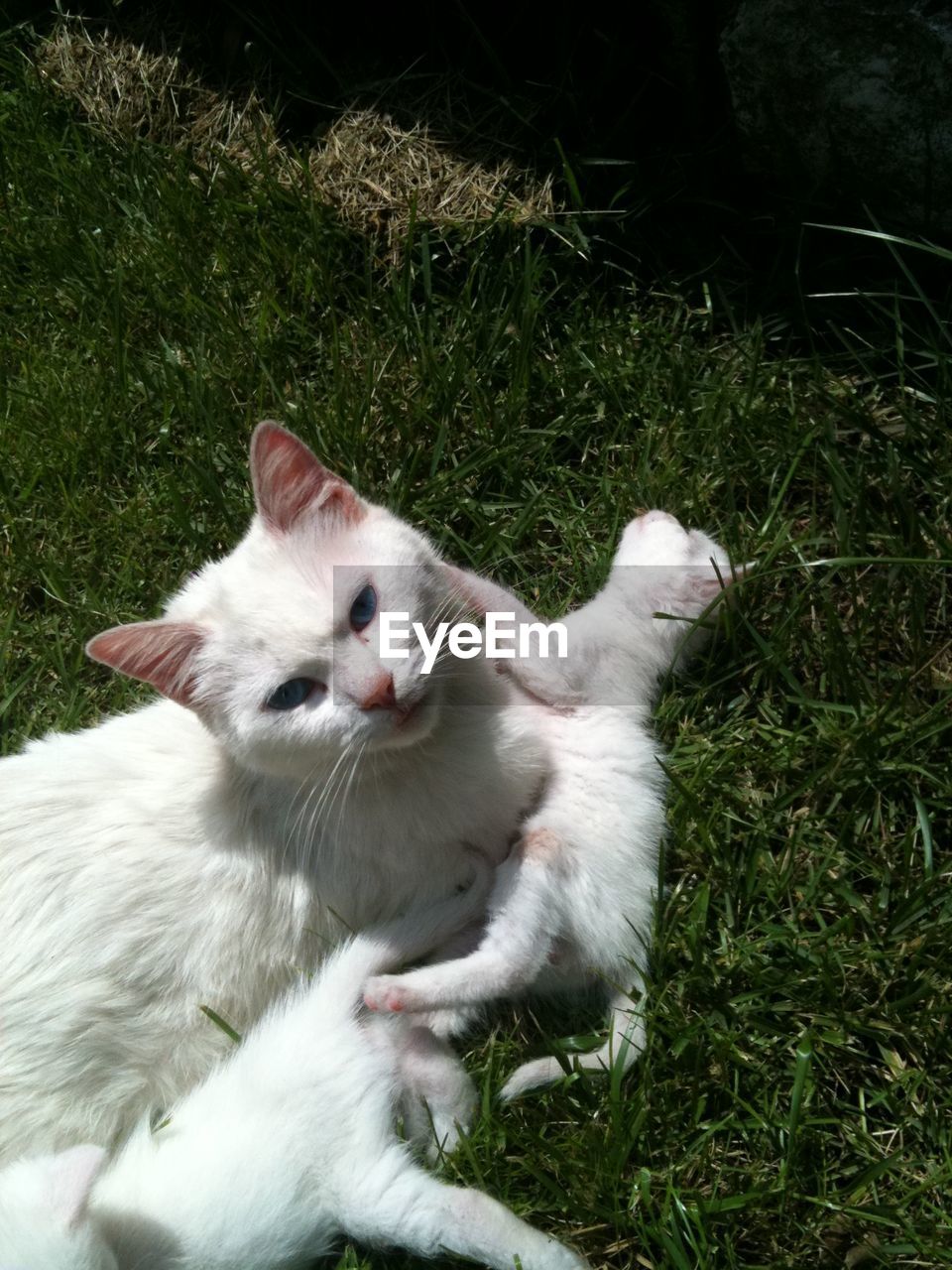 PORTRAIT OF CAT ON GRASS