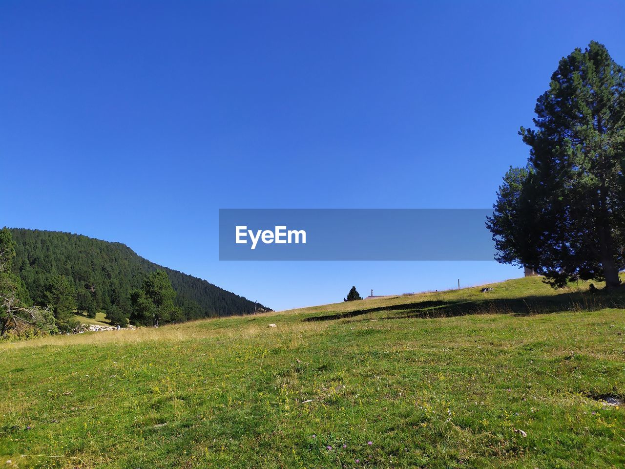 TREES ON FIELD AGAINST CLEAR BLUE SKY