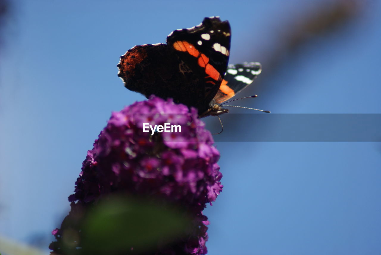 Close-up of butterfly on purple flower