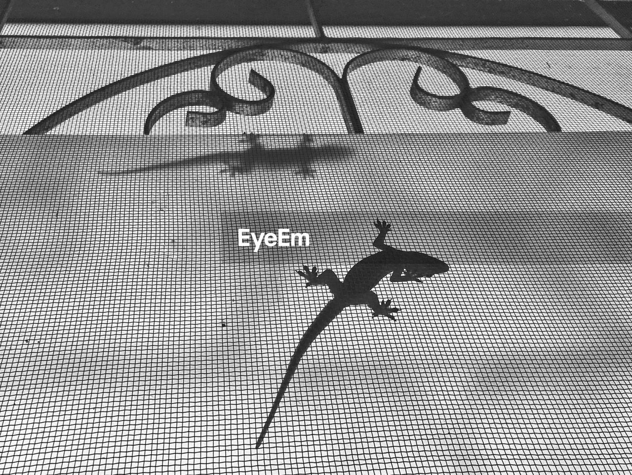 Low angle view of lizards on window