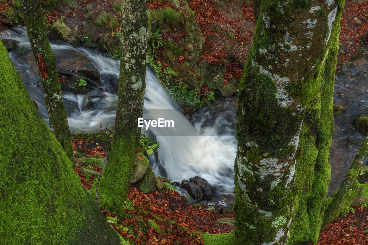 WATERFALL IN FOREST
