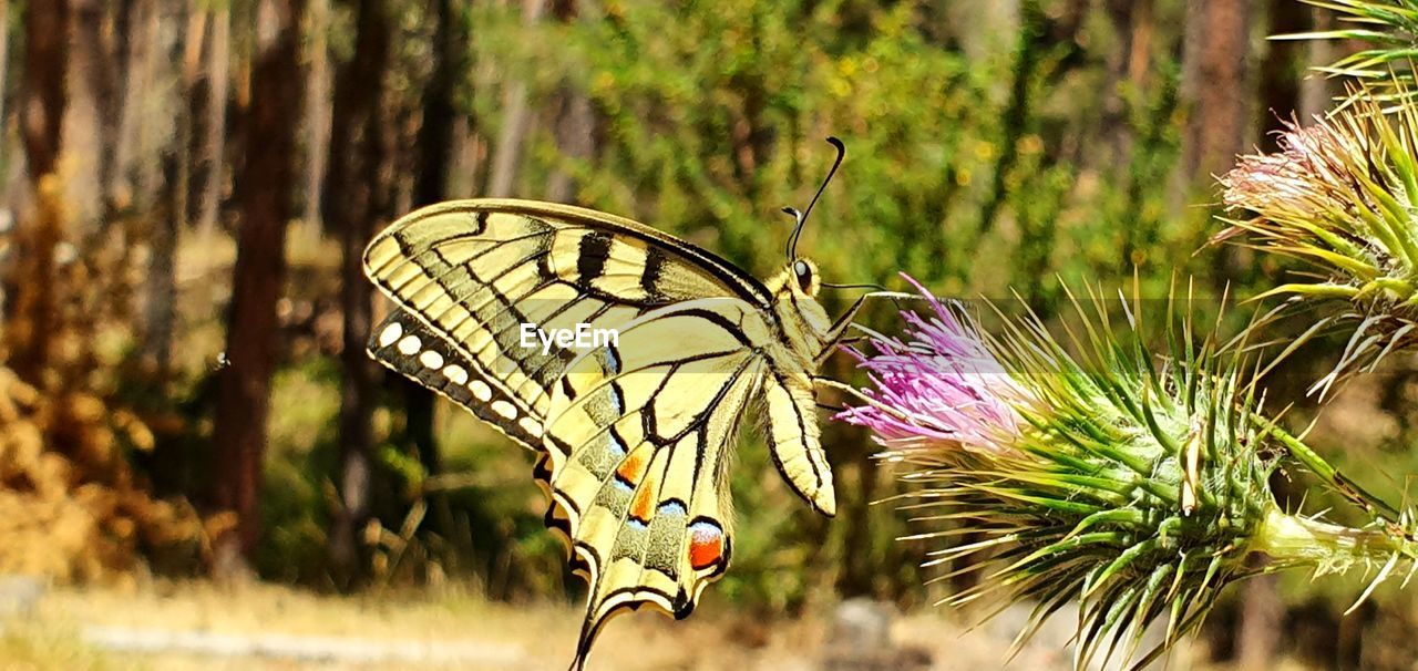 CLOSE-UP OF BUTTERFLY POLLINATING FLOWER