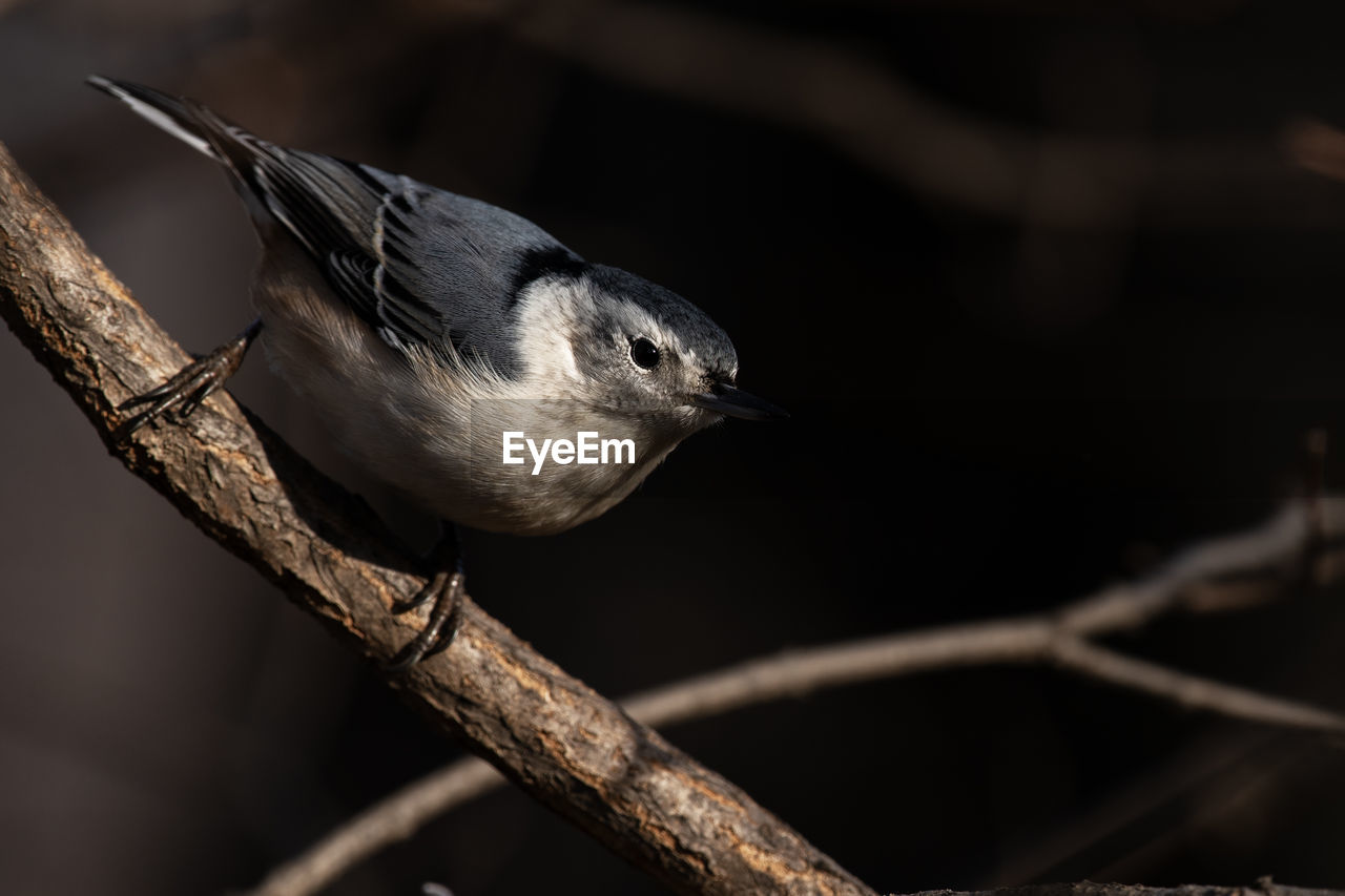 A white-breasted nuthatch foraging for food, sitta carolinensis