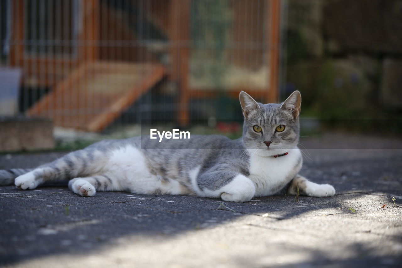 Portrait of a cat lying on footpath