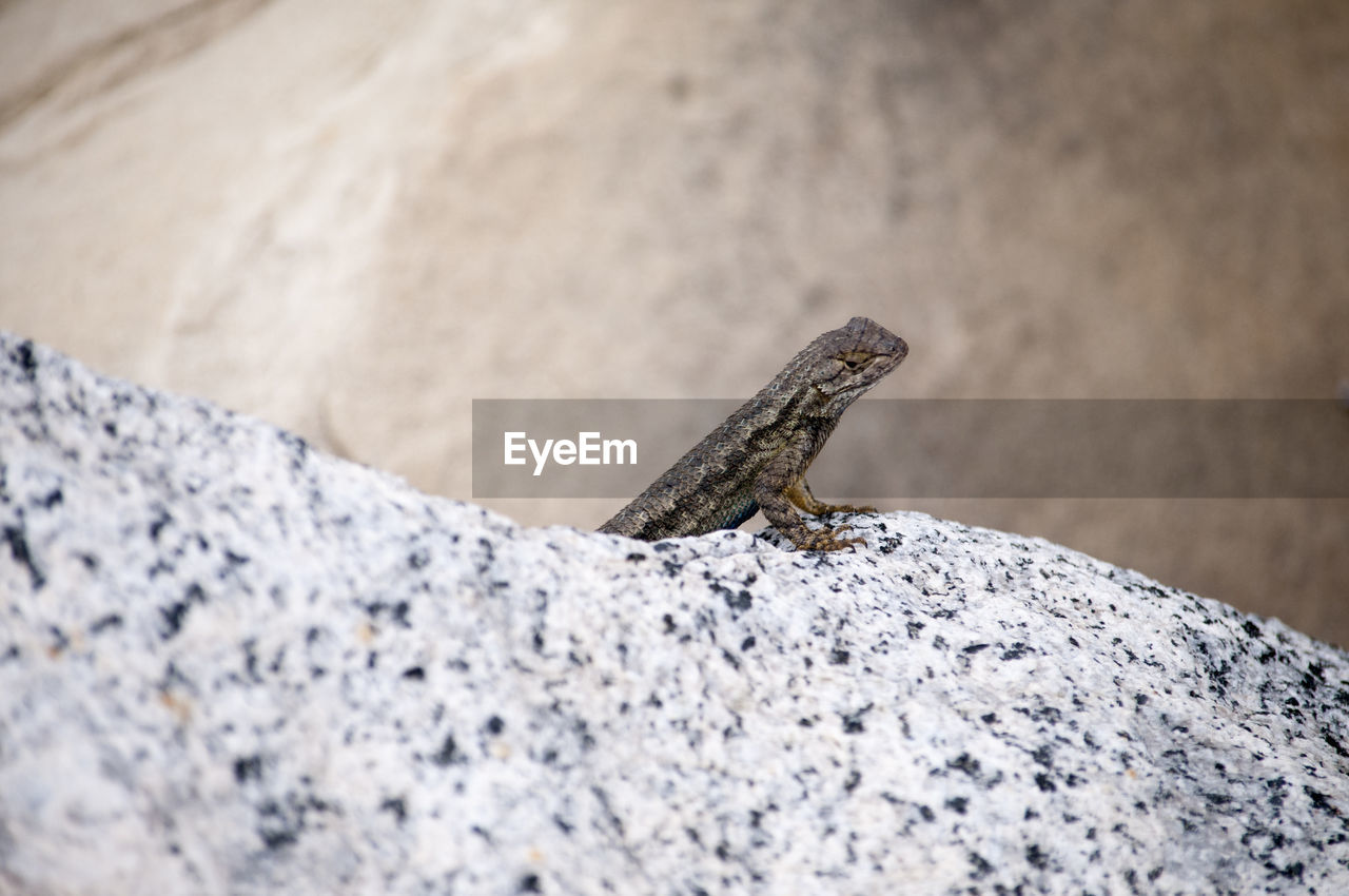 CLOSE-UP OF LIZARD ON ROCK AGAINST WALL