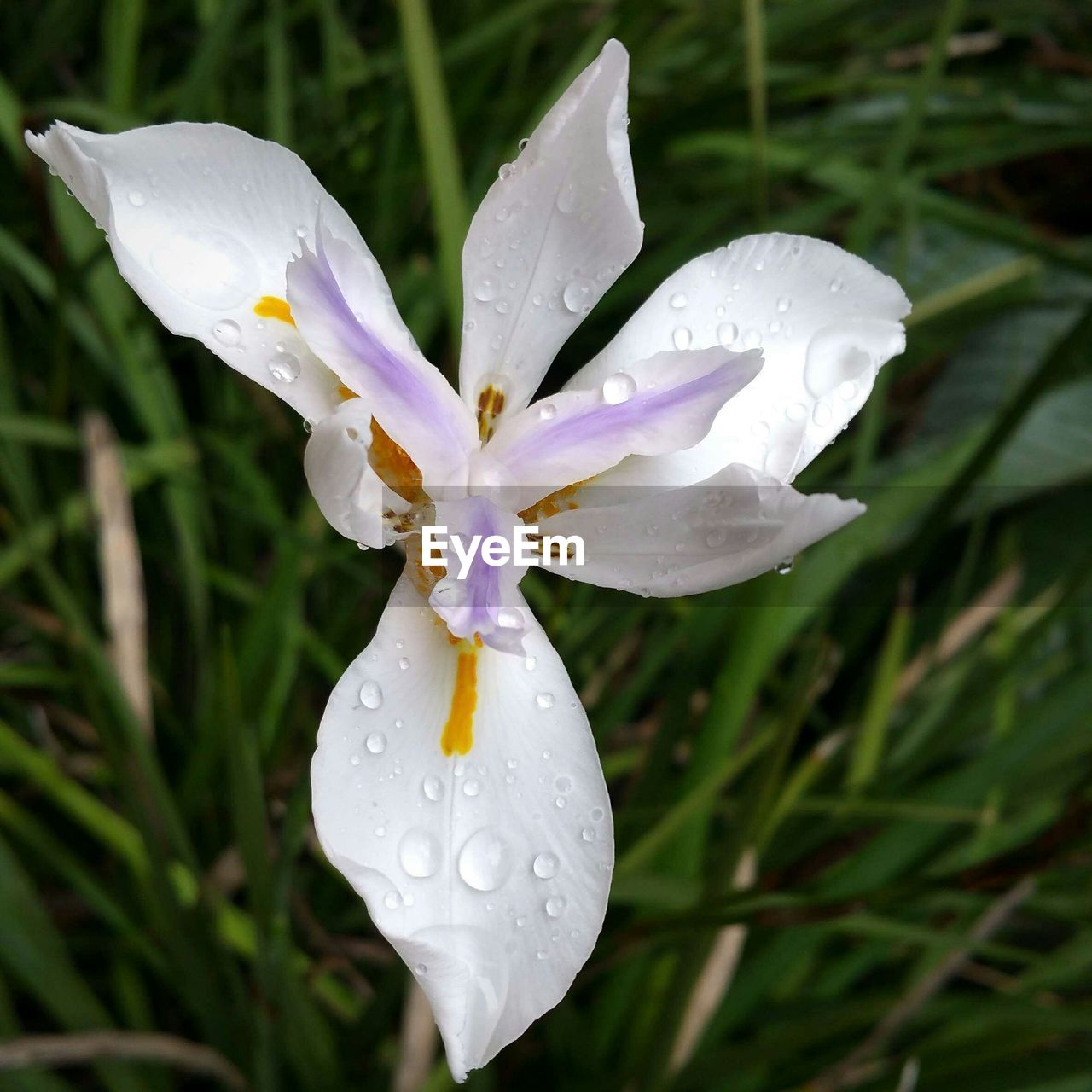 Close-up of wet flower blooming outdoors