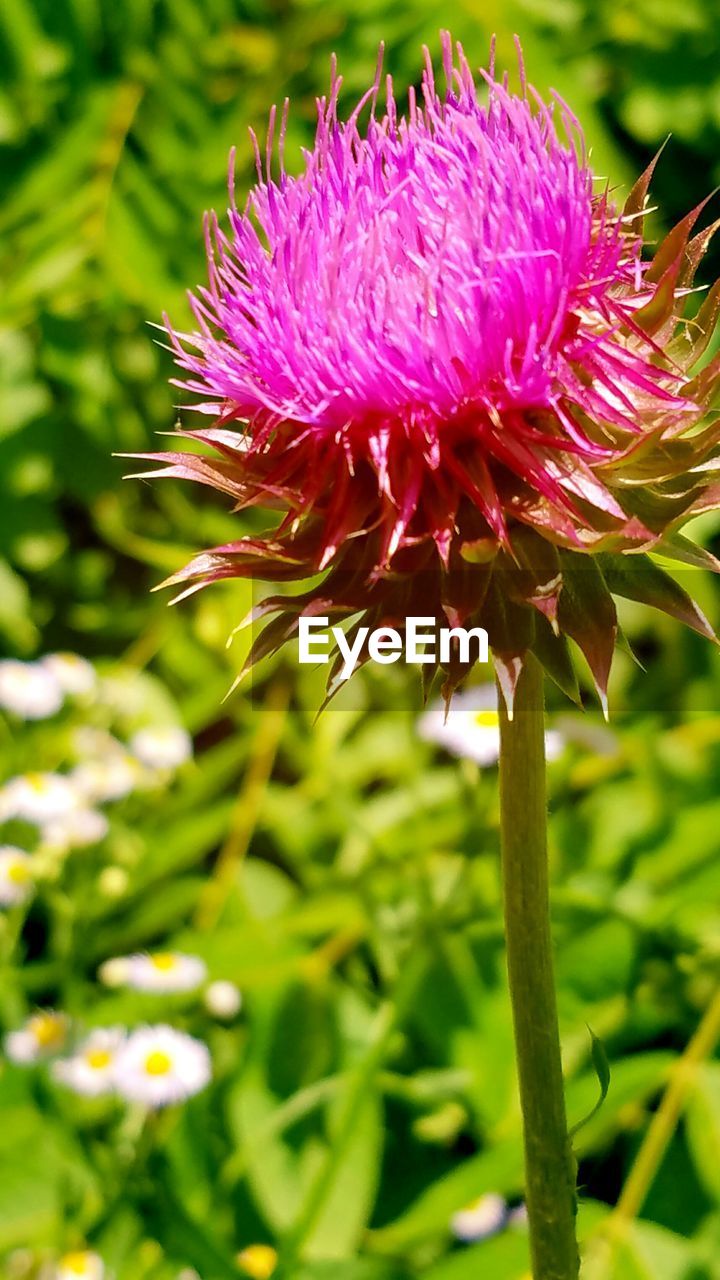 CLOSE-UP OF PINK FLOWERS BLOOMING IN PARK