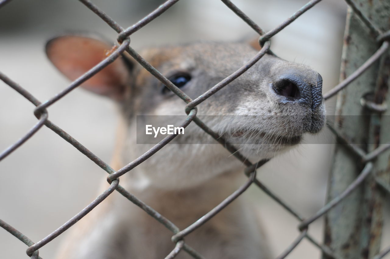 Deer behind chainlink fence