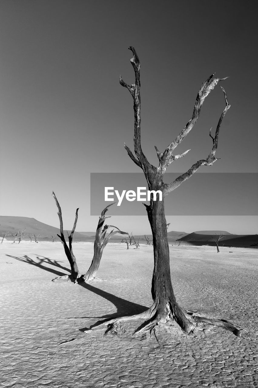 BARE TREE ON SAND AGAINST CLEAR SKY