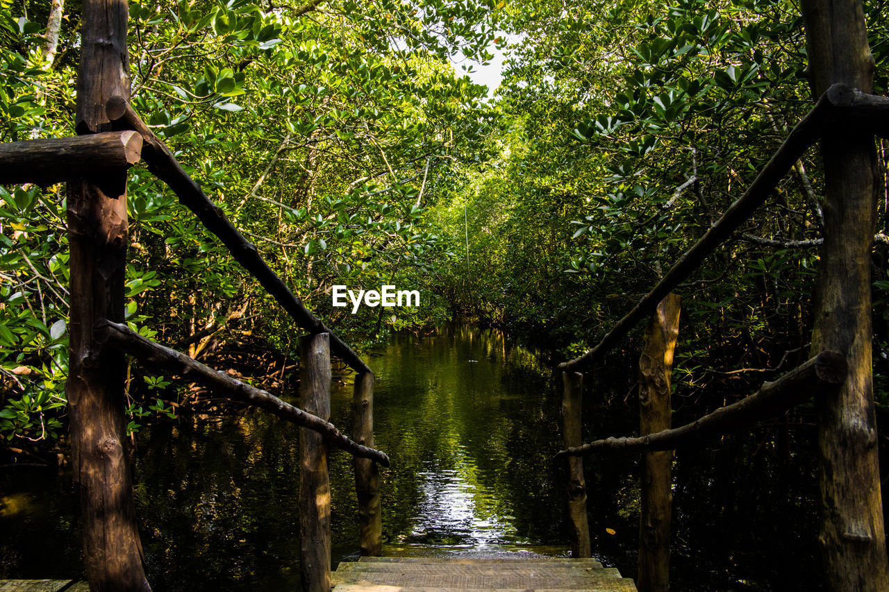 Canal amidst trees in forest