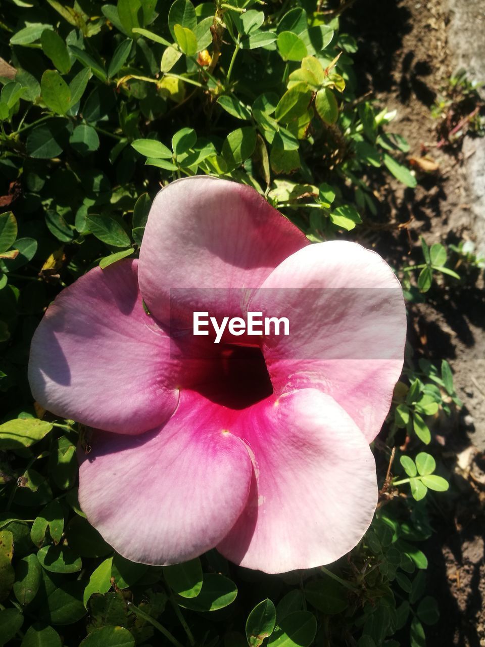 CLOSE-UP OF PINK FLOWER BLOOMING IN PARK