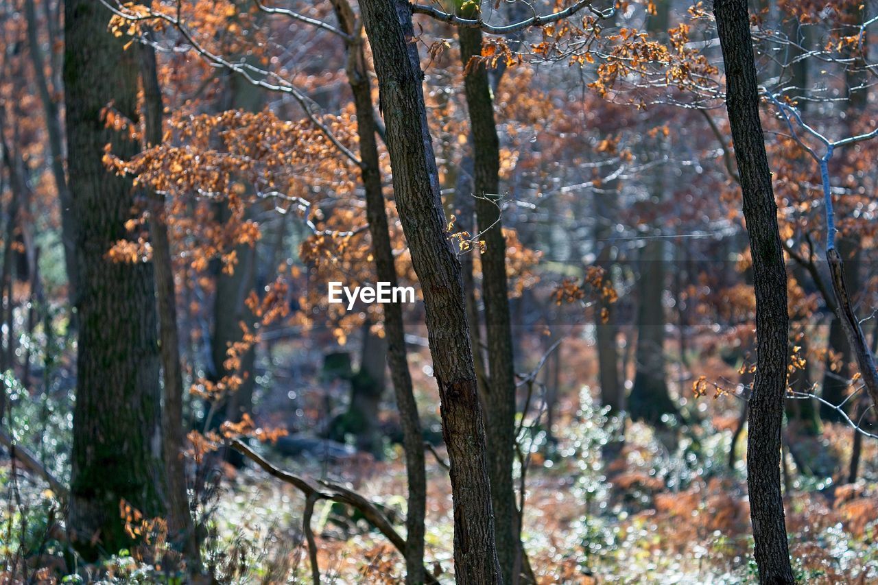 Trees in forest during autumn