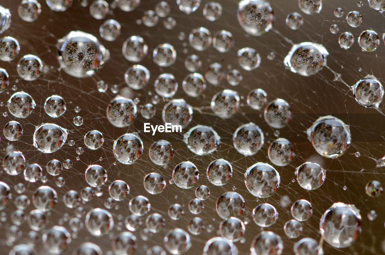 Close-up view of dew drops on spider's web