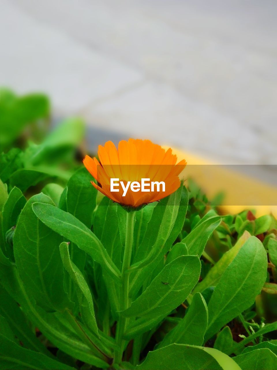 Close-up of orange flower and leaves