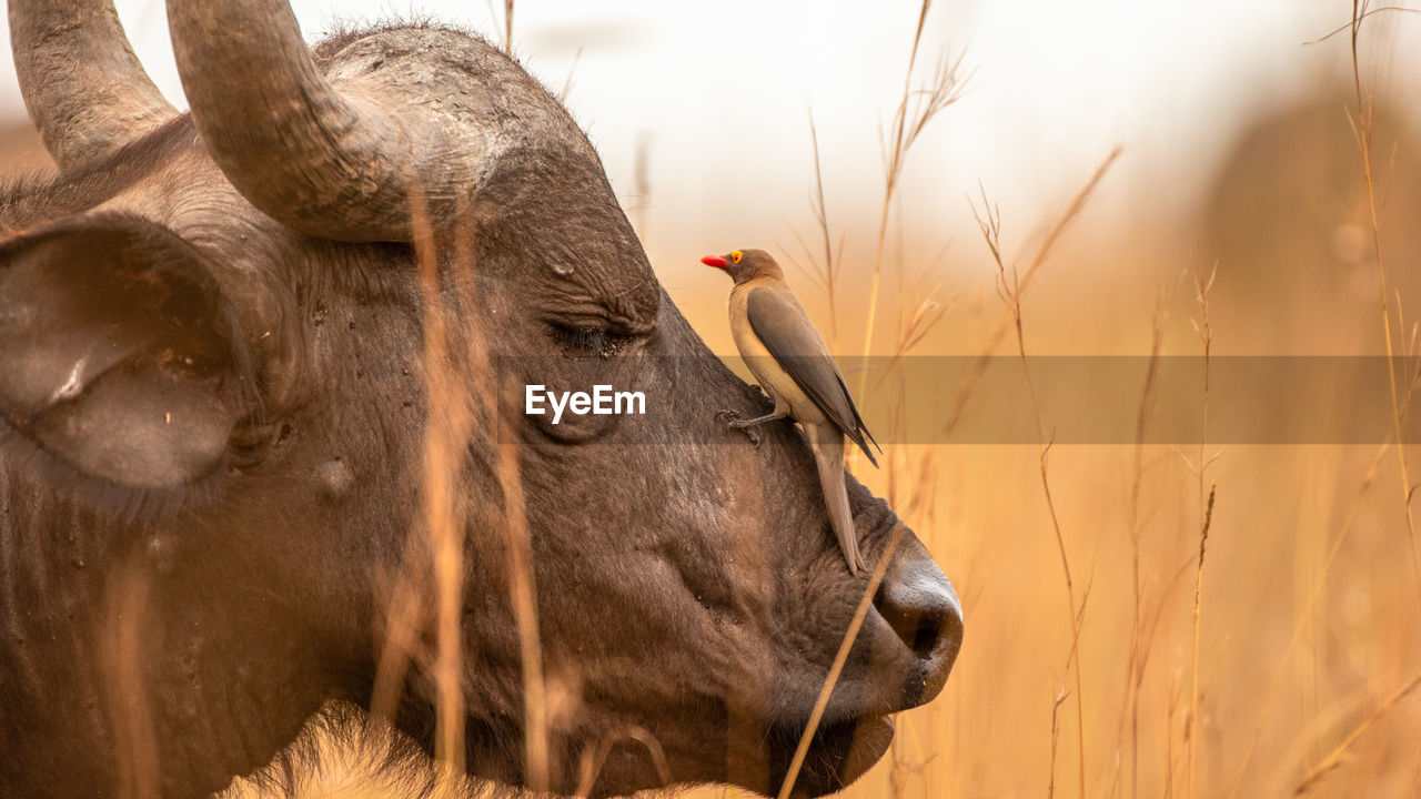 African cape buffalo, africa