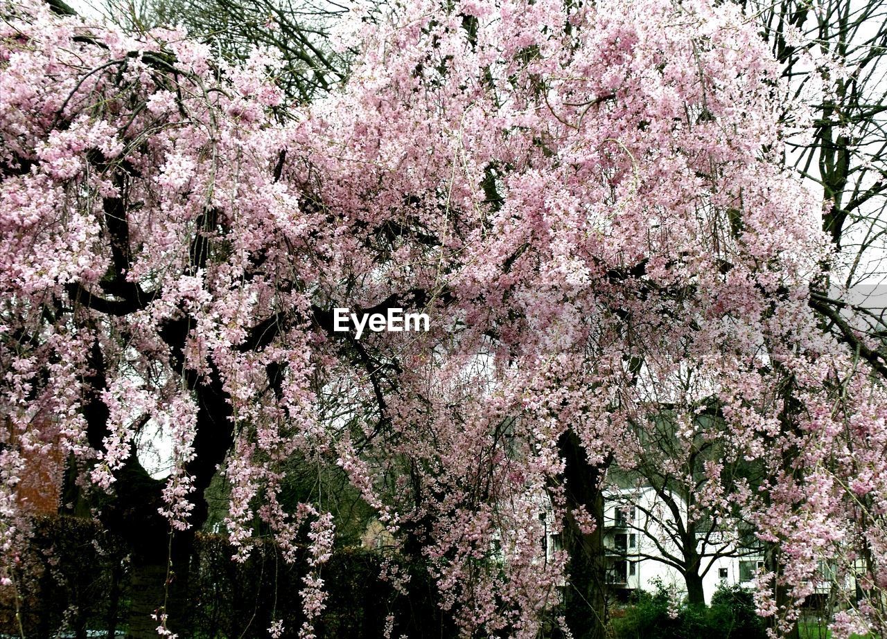 FULL FRAME SHOT OF PINK FLOWER TREE