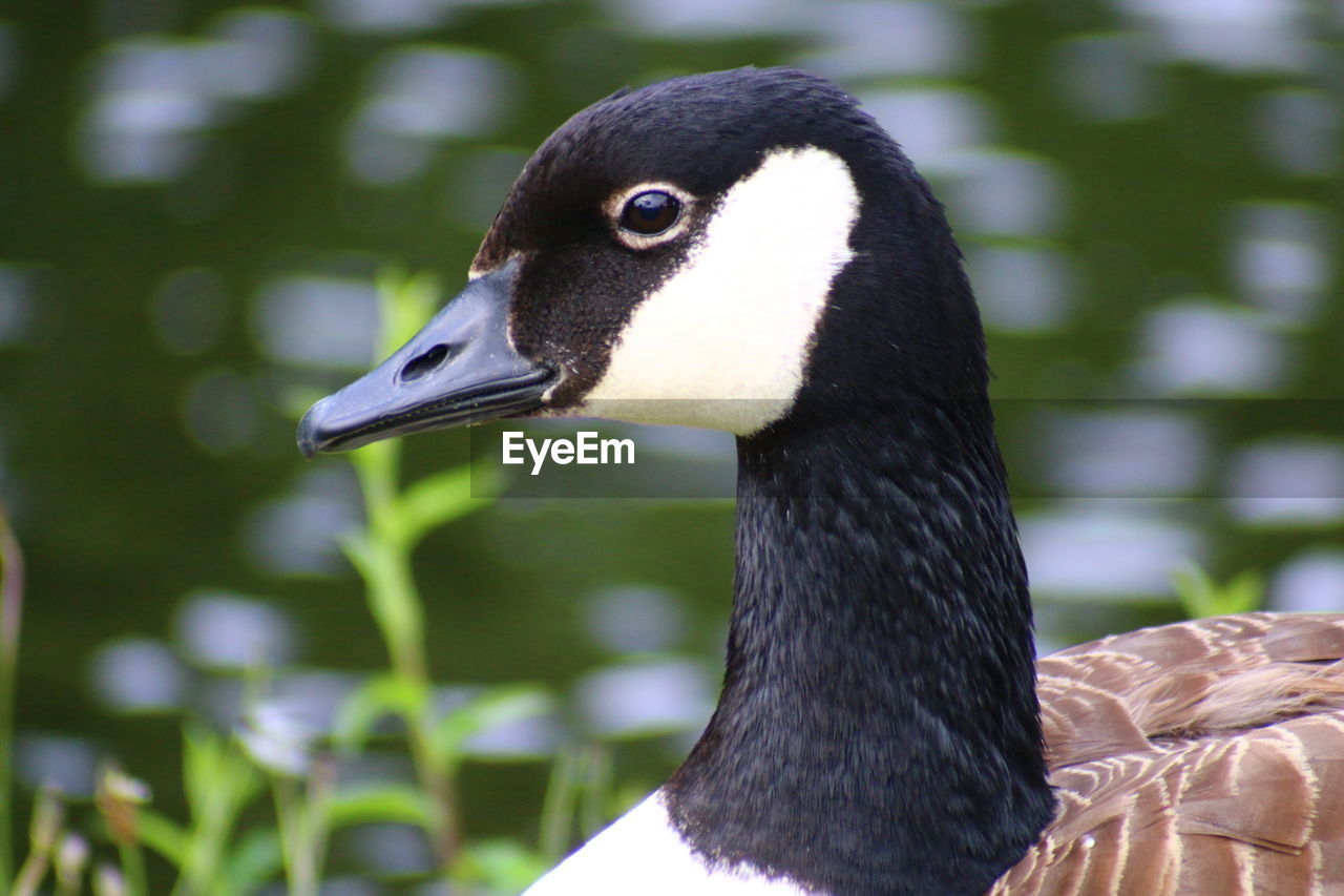 Close-up of canada goose against lake