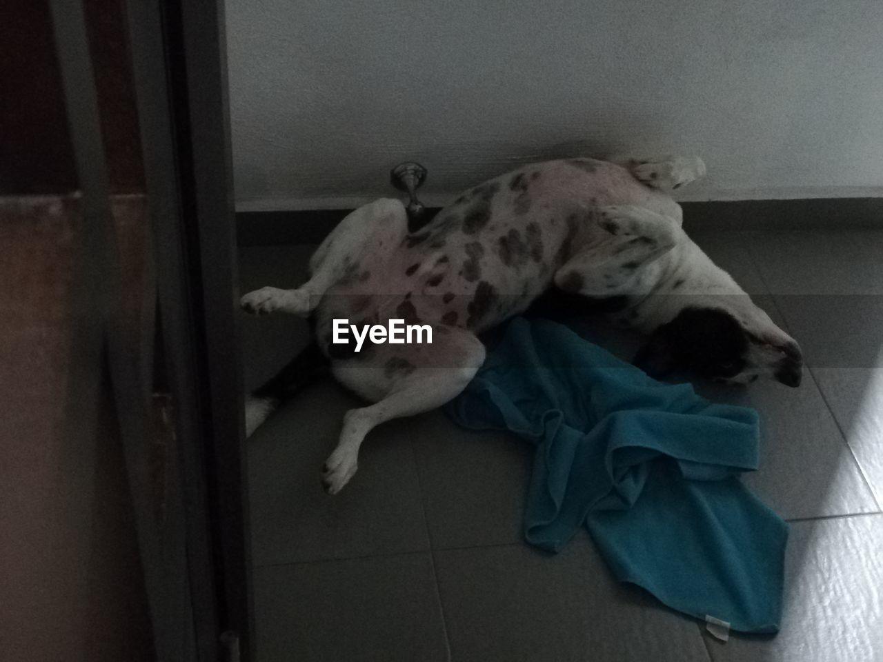 HIGH ANGLE VIEW OF DOG SLEEPING ON BED