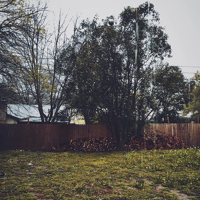 TREES ON FIELD