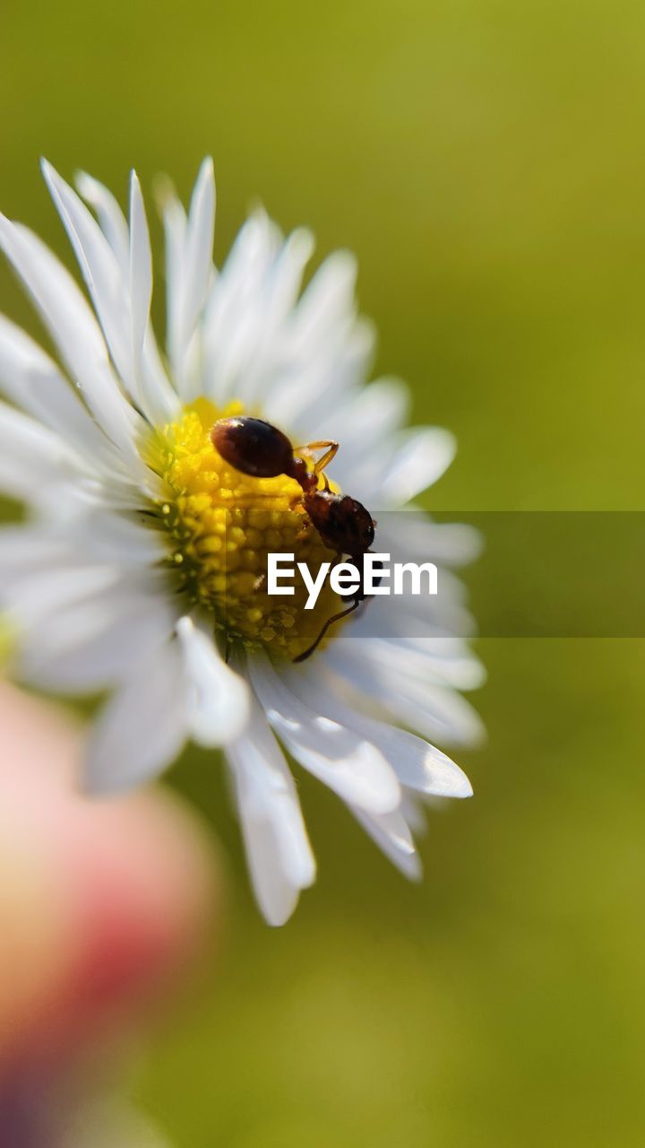 CLOSE-UP OF INSECT ON WHITE DAISY FLOWER