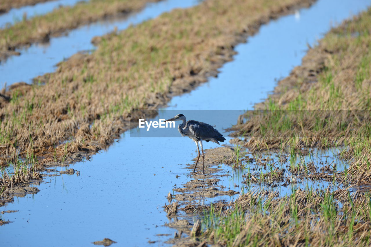 side view of bird flying over lake