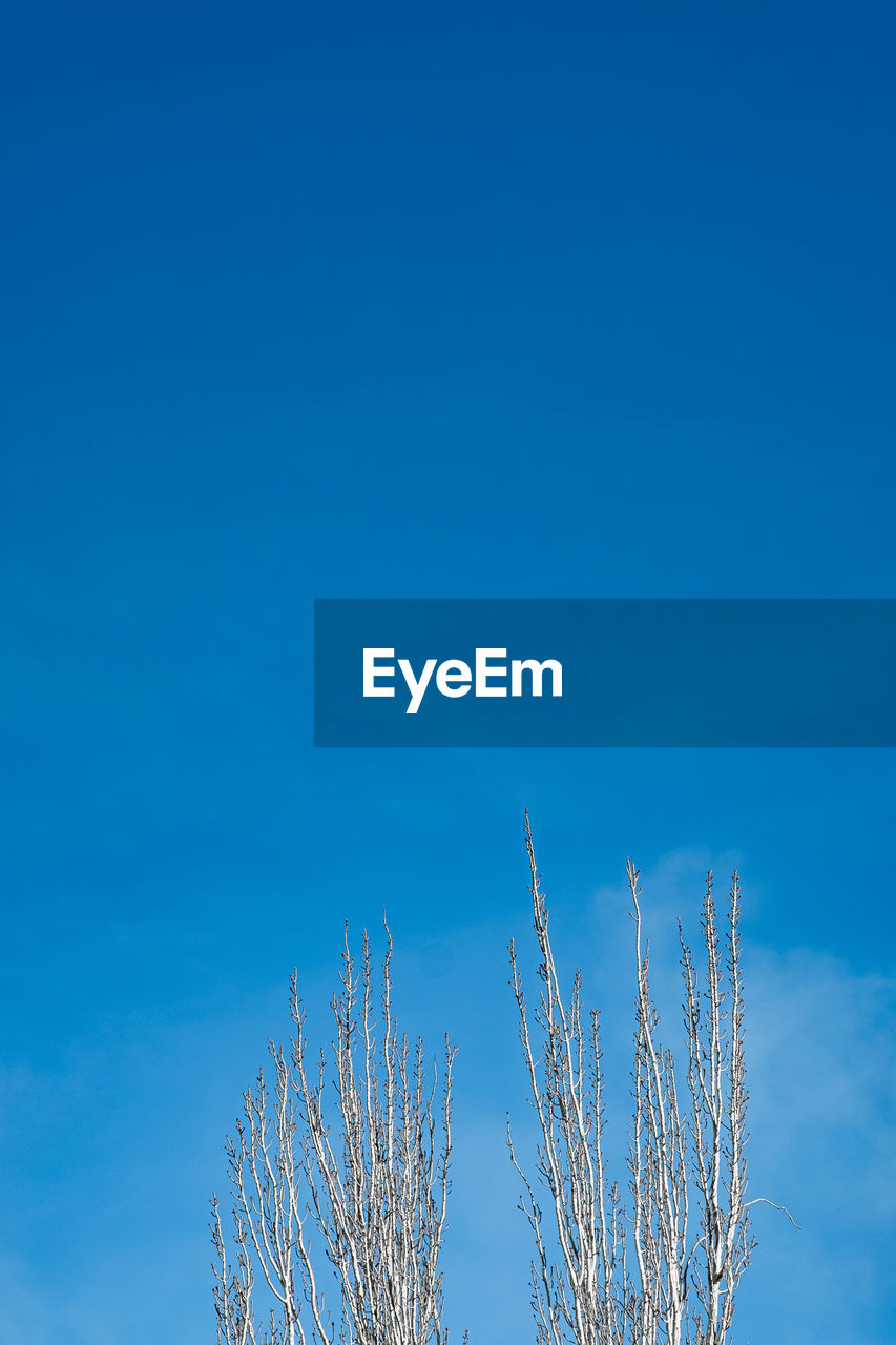 Low angle view of stalks against blue sky