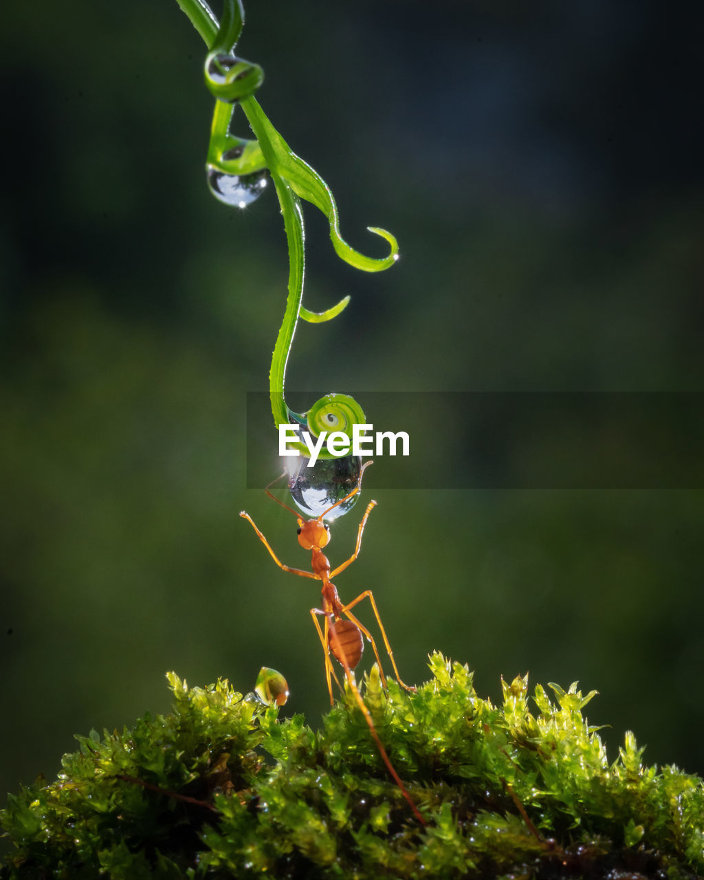 Close-up of an ant on plant