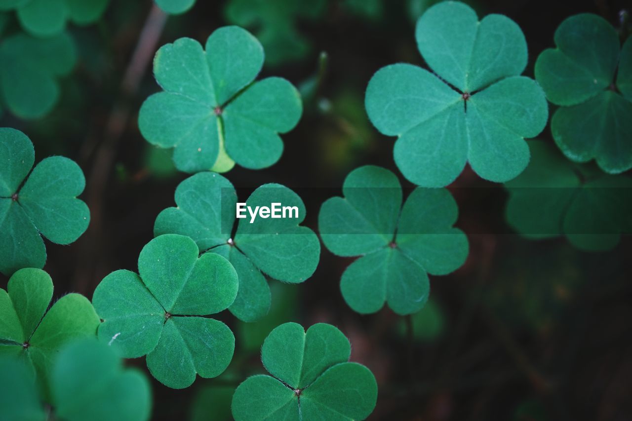 Clover leaves for green background with three-leaved shamrocks.