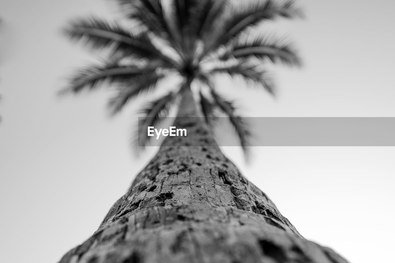 CLOSE-UP OF TREE AGAINST CLEAR SKY