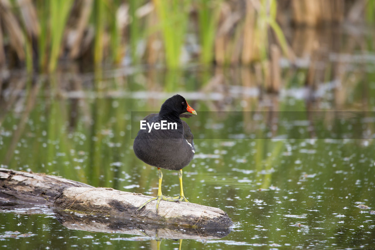 Frontal view of north american common gallinule standing on a rock emerging from a lake