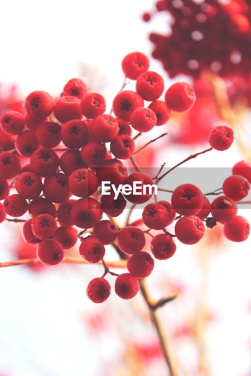 Close-up of rowanberries on tree