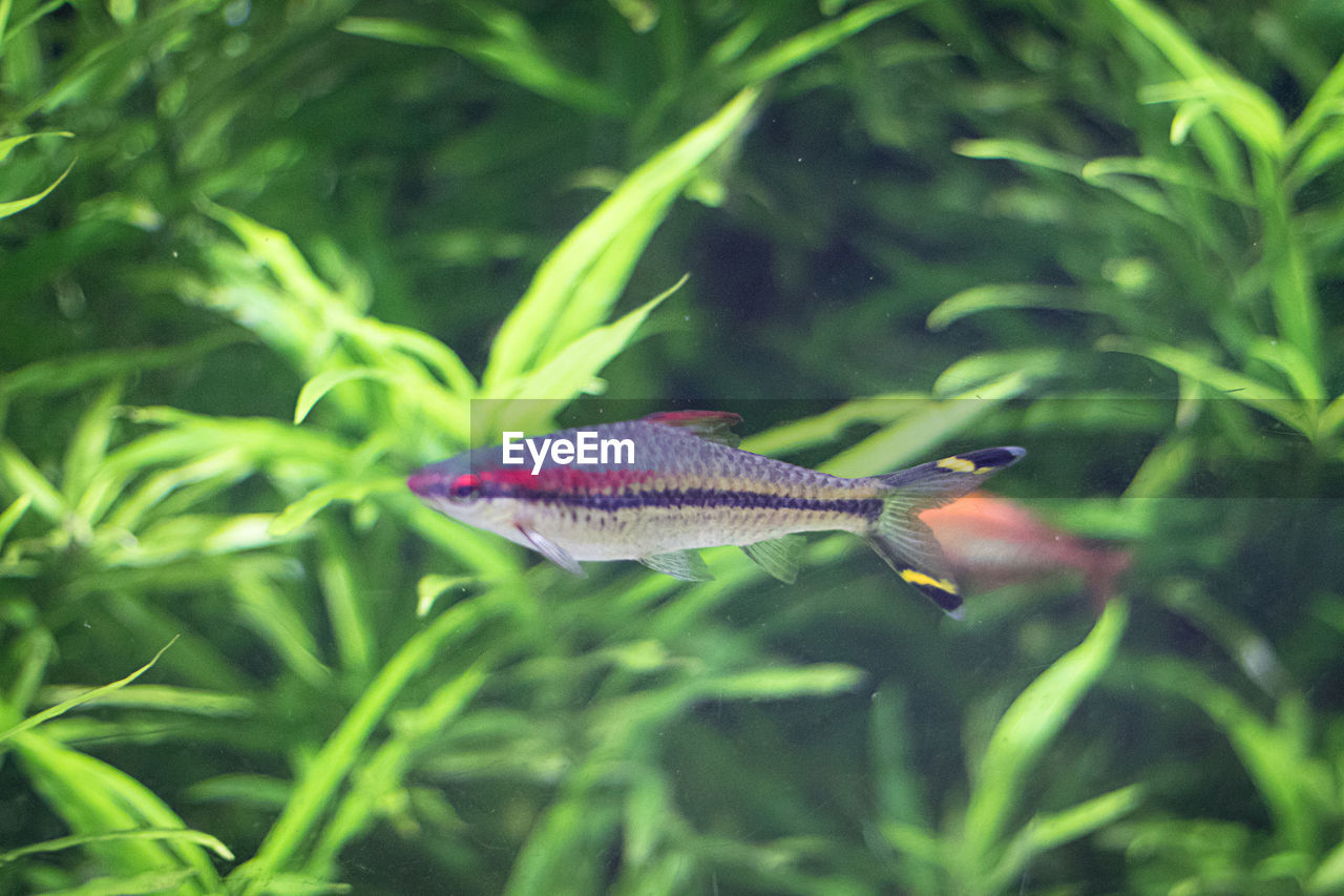 CLOSE-UP OF FISH SWIMMING