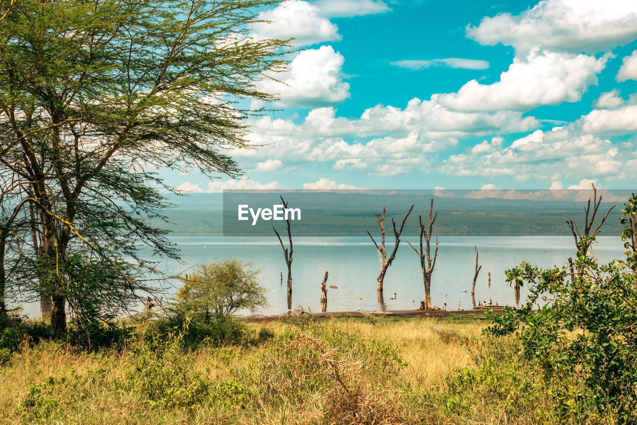 sky, water, plant, sea, cloud, nature, land, beach, tree, scenics - nature, beauty in nature, grass, shore, horizon over water, tranquility, horizon, tranquil scene, environment, coast, no people, landscape, natural environment, day, rural area, outdoors, travel destinations, travel, sand, non-urban scene, tourism, growth, coastline, body of water, vacation, trip, green, holiday, sunlight, idyllic