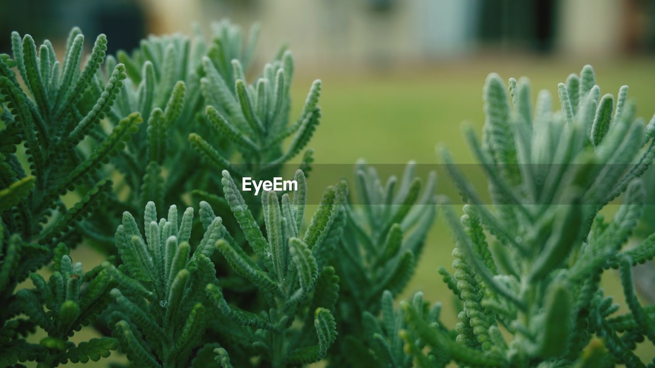 CLOSE-UP OF FRESH PLANT